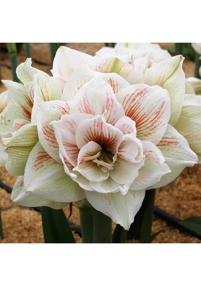 Kokulu Güzel Hatun Çiçeği Amaryllis Nymph Çiçeği Soğanı 1 Adet
