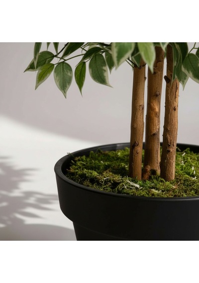 Yapay Ficus Ağaç 150 Cm Siyah Plastik Saksı Yeşil