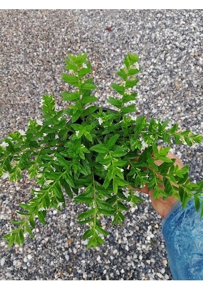 Serada Decor Plant Kufeya Cennet Çiçeği Beyaz - Cuphea Hyssopifolia 20-30cm İç Mekan Bitkileri