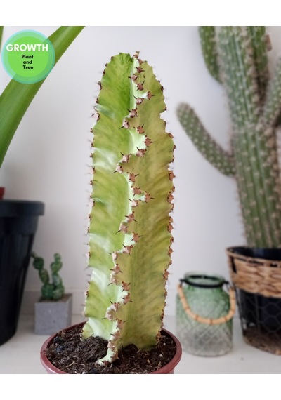 Euphorbia Ammak Kaktüs Ingens Variegata 1 Adet