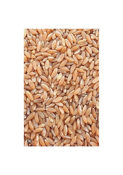 Bşk Virgo Buğday Yerli Çift Eleme 25 Kg Bsk2026