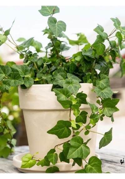 Canlı Hedera Helix Kaya Sarmaşığı Tırmanıcı, Formlu Bitki 40-60 Cm
