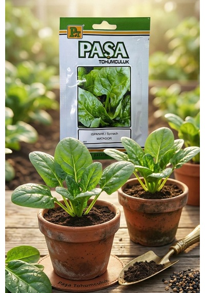 Paşa Ispanak Tohumu 10 Gr