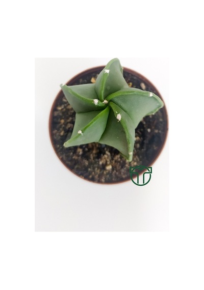 Astrophytum Myriostigma Özel Tür Kaktüs 5.5 CM