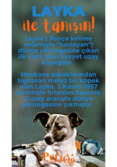 Petjoo 22.Layka Turuncu-Mavi Qr'lı Köpek Künyesi