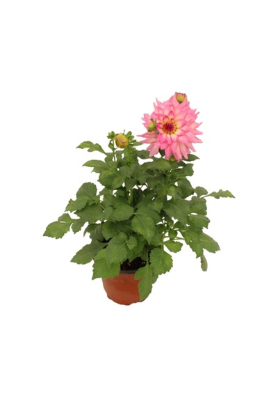 Dahlia - Yıldız Çiçeği - Dalya Bitkisi Pembe Renk Dış Mekan Balkon Bahçe Peyzaj