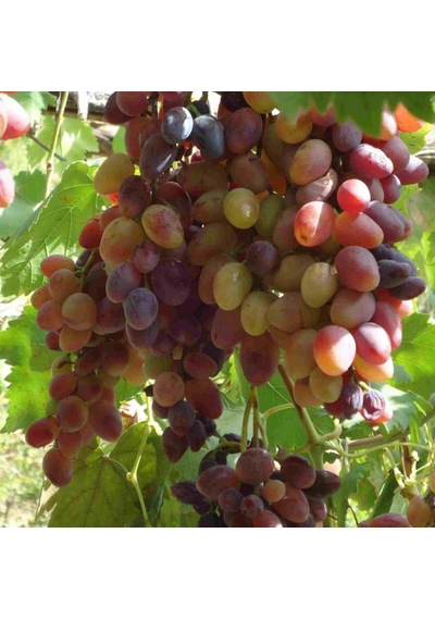 Tüplü Siirt Yüksek Aromalı Tayfi Üzüm Fidanı