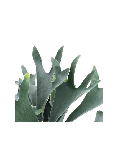 Platycerium Bifurcatum Geyik Boynuzu