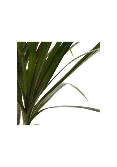 Ikea Dracaena Margınata Canlı Bitki, Yeşil, 12 Cm, Dragon Ağacı