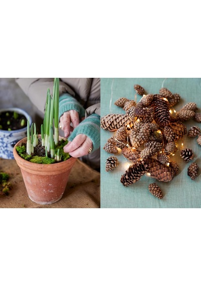 The Get-ahead Christmas Cook: The İndispensable Companion For Effortless Festive Entertaining