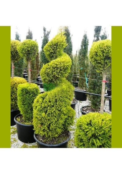 Limoni Servi Ağacı Tohumu 5 Adet Doğal Tohum Saksı Torf Hediye Ev Bahçe Için Ideal