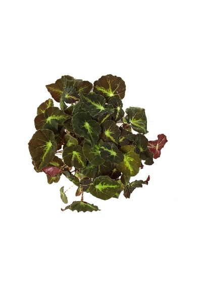 Begonia Rex 'motuno' Begonia Çiçeği