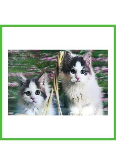 Vaveni 3 Boyutlu Resim Sevimli Kediler İkili Kedi Resmi Tablosu 40x60 Cm Arz