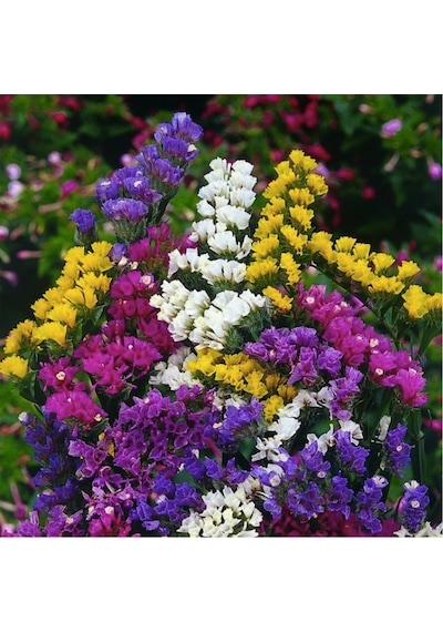 Limonium Tohumu Rengarenk Çiçekler 30+ Tohum