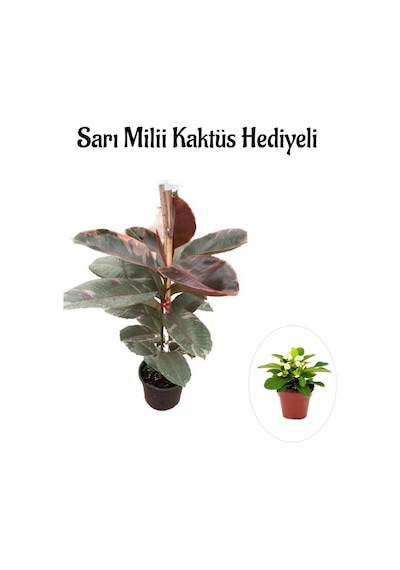 Sevgililer Gününe Özel Pembe Renk Alacalı Kauçuk Bitkisi Sarı Milli Hediyeli