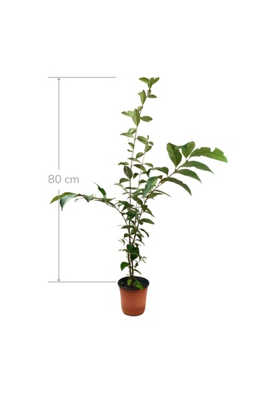 Japon Kurtb80 Cm X 100 Ad