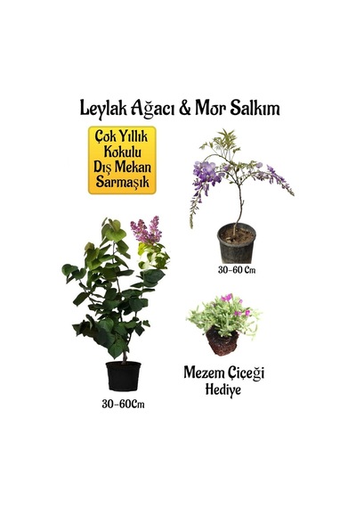 Yoğun Kokulu Leylak Ağacı Fidanı+mor Salkım Ağacı Fidanı Mezem Çiçeği Peyzaj Seti
