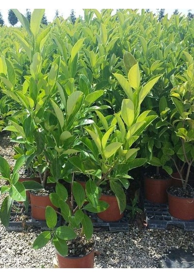 Kartopu Viburnum Lucidum 2 Adet 80-100 Cm Saksılı Dış Mekan Bahçe Peyzaj Çit Bitkisi