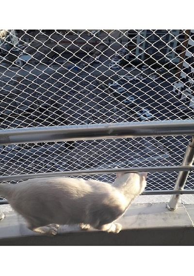 Kedi Filesi 2,50 X 12 Metre Kedi Koruma Filesi Kuş Filesi Balkon