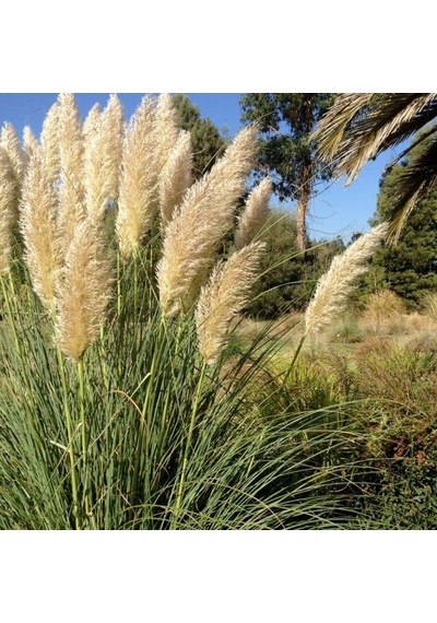 Stipa Pampas Otu Fidanı 40 Cm 1-2 Yaş Arası Tüplü