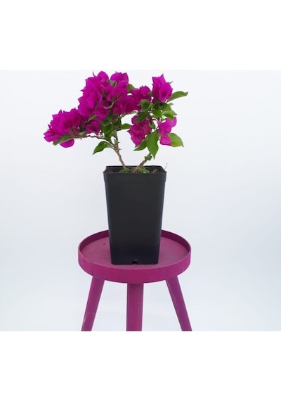 1 Adet Pembe Renk Bodur Begonvil Çiçeği Fidanı 25-45 Cm Saksılı/tüplü Çiçekli Bodur Bitkiler Pink Bougainvillea