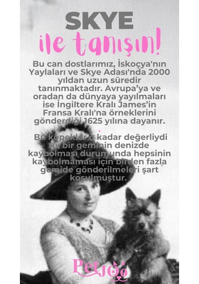 Petjoo 6.Skye Pembe-Gri Qr'lı Köpek Künyesi