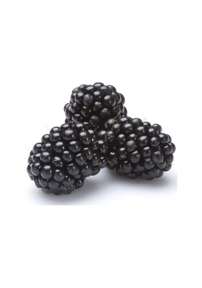 Tüplü Bol Verimli Boysenberry Böğürtlen  Fidanı