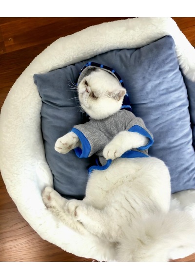 Kemique Blue Line Kapşonlu Kedi Kıyafeti Kedi Sweatshirt