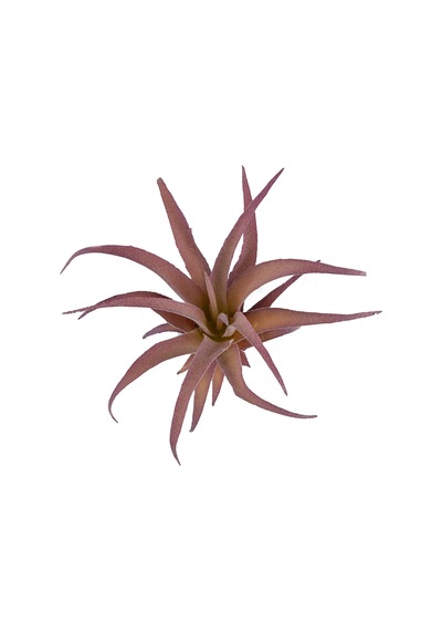 Yapay Tüylü Tillandsia Sukulent Lila 17 Cm-10912