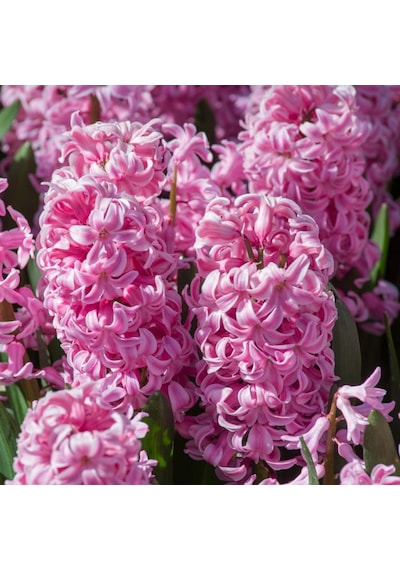 Hyacinthus Fondant Sümbül Soğanı 3 Adet