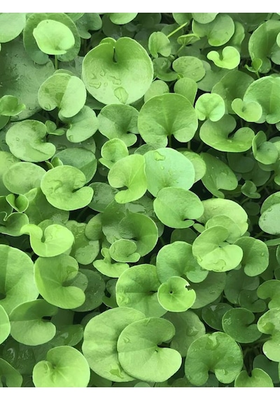 Fare Kulağı Çim Kundura Çimi Gölge Çimi Dichondra Repens 1 Adet Saksılı