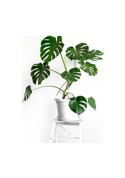 Videolu Deve Tabanı 1 Adet Saksılı/ Tüplü 40-60cm Ev Ofis Salon Bitkisi Monstera Deliciosa