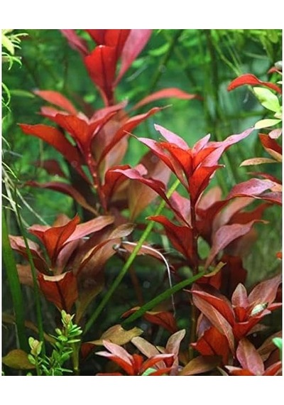 Ludwigia Repens Rubin Saksı- Canlı Bitki