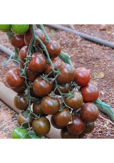 Nadir Black Cherry Domates Tohumu 15 Tohum 1 Paket