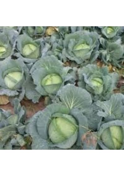 300 Adet Tohum Organik Sarmalık Niğde Lahanası Tohumu Yeni Mahsül