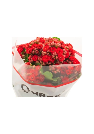 Kalanşo Çiçeği Kalanchoe Emel Hanım Çiçeği Kırmızı Renk