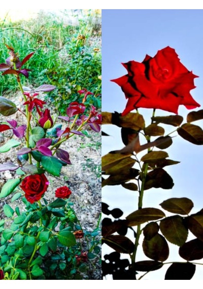 Videolu Yediveren Kırmızı Renkli Kokulu 25 50 Cm Saksılı Aşılı Gül Red Rose
