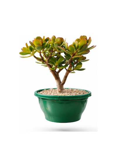 Bonsai Crassula Ovata - Para Ağacı 5 Yaşında