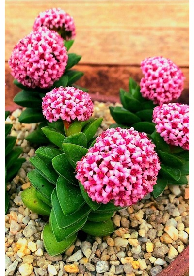 Mum Hoya Çiçeği Iç Mekan Ve Balkonda Bakılır Minik 5.5cm /şuan Çiçeksizdir