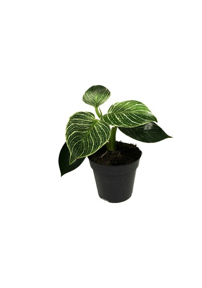 Philodendron birkin - Ev Ve Ofis Bitkisi N11.4855