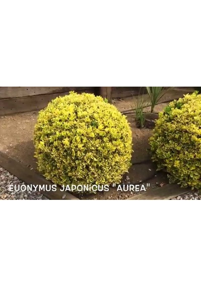 Gold Taflan Fidanı 20-40 Cm altuni Taflan Euonymus Japonica