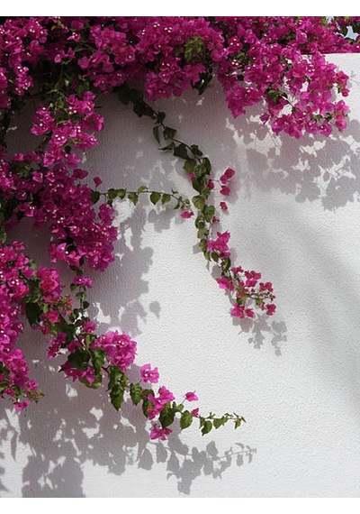 Videolu 1 Adet Pembe Renk Begonvil Çiçeği 30-60 Cm Tüplü Çiçekli Bodur Bitkiler Bougainvillea