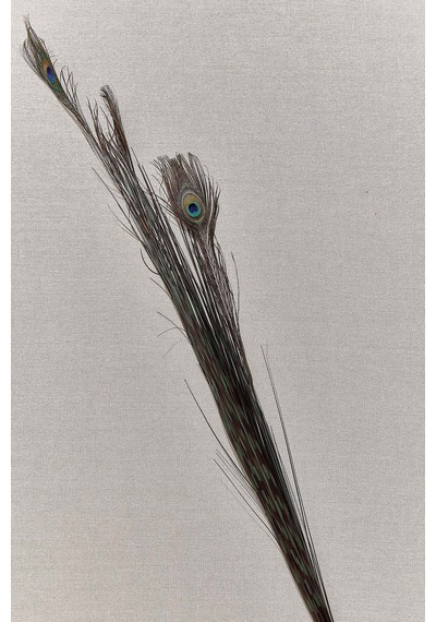 Pasabahce Peacock 136 Cm - 1 Adet Cok Renkli