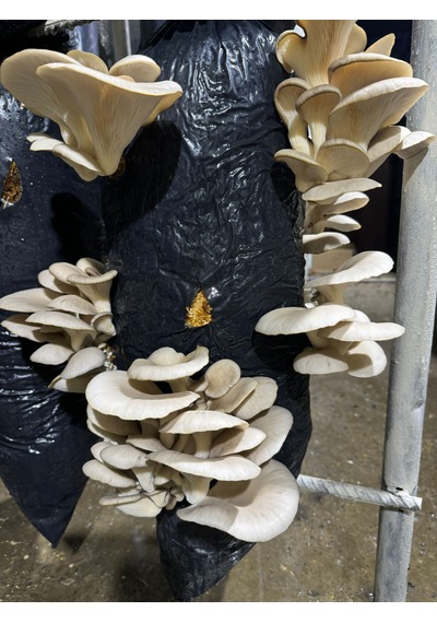 3 Kg İstiridye Mantarı Tohumu Ekim Poşeti, Kireç, Alçı, Buğday Kepeği-full Paket 1 adet