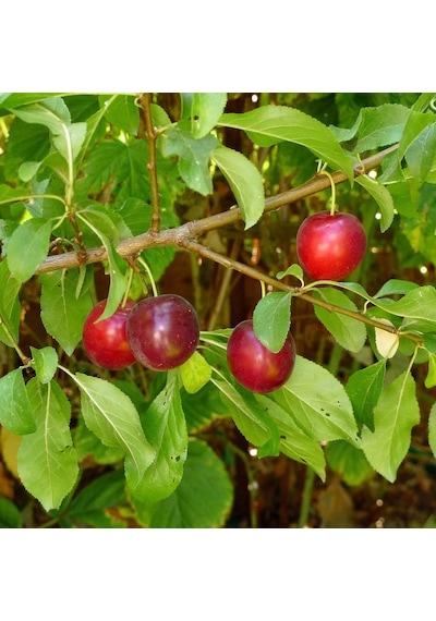 Tüplü Cherry Plum Nadir Mini Meyveli Kiraz Eriği Fidanı