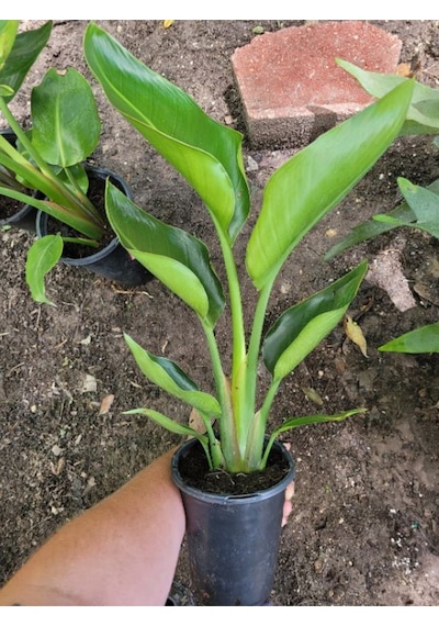 Bodur Starliçe Çiçeği Turuncu Cennet Kuşu 20-45cm Strelitzia Reginae