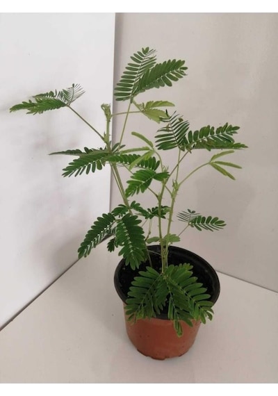 Küstüm Çiçeği Fidanı 10-20 Cm