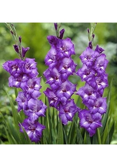 Gladiolus Charisma Mojito Glayör Çiçeği Soğanı 2 Adet