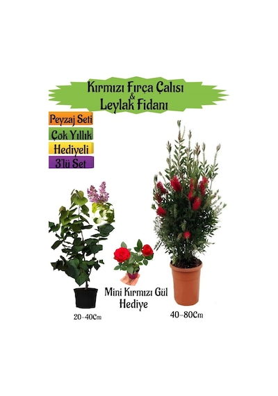 Kırmızı Fırça Çalısı+kokulu Mor Leylak Fidanı+mini Kırmızı Gül Peyzaj Seti