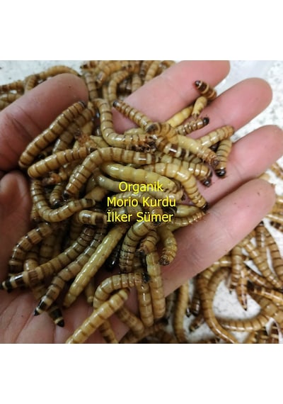 Morio Kurdu Yem 100 Adet